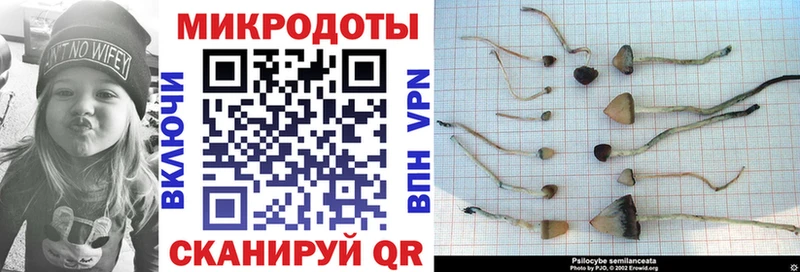 Купить  Любим  Псилоцибиновые грибы Psilocybine cubensis 